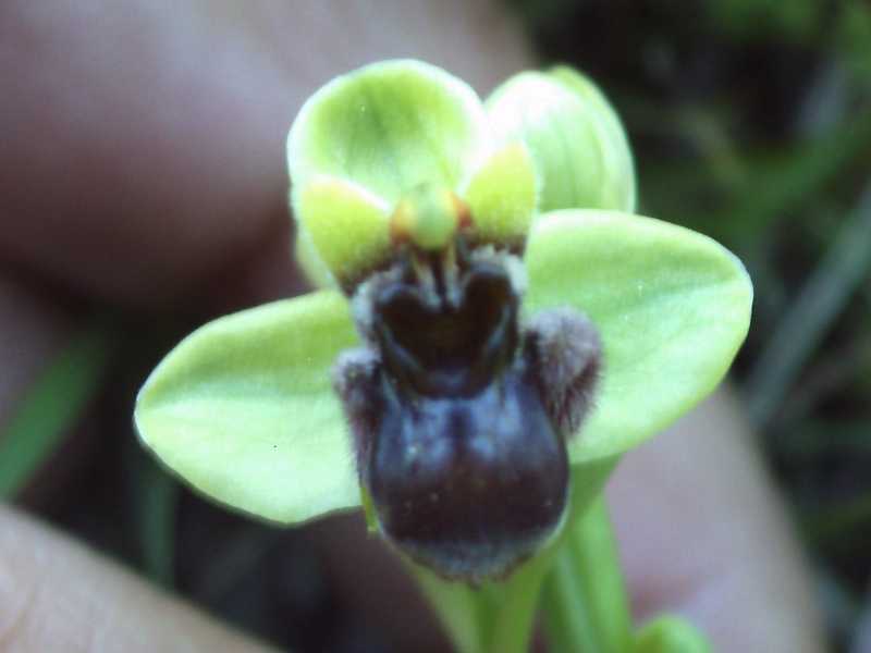 Ophrys ?